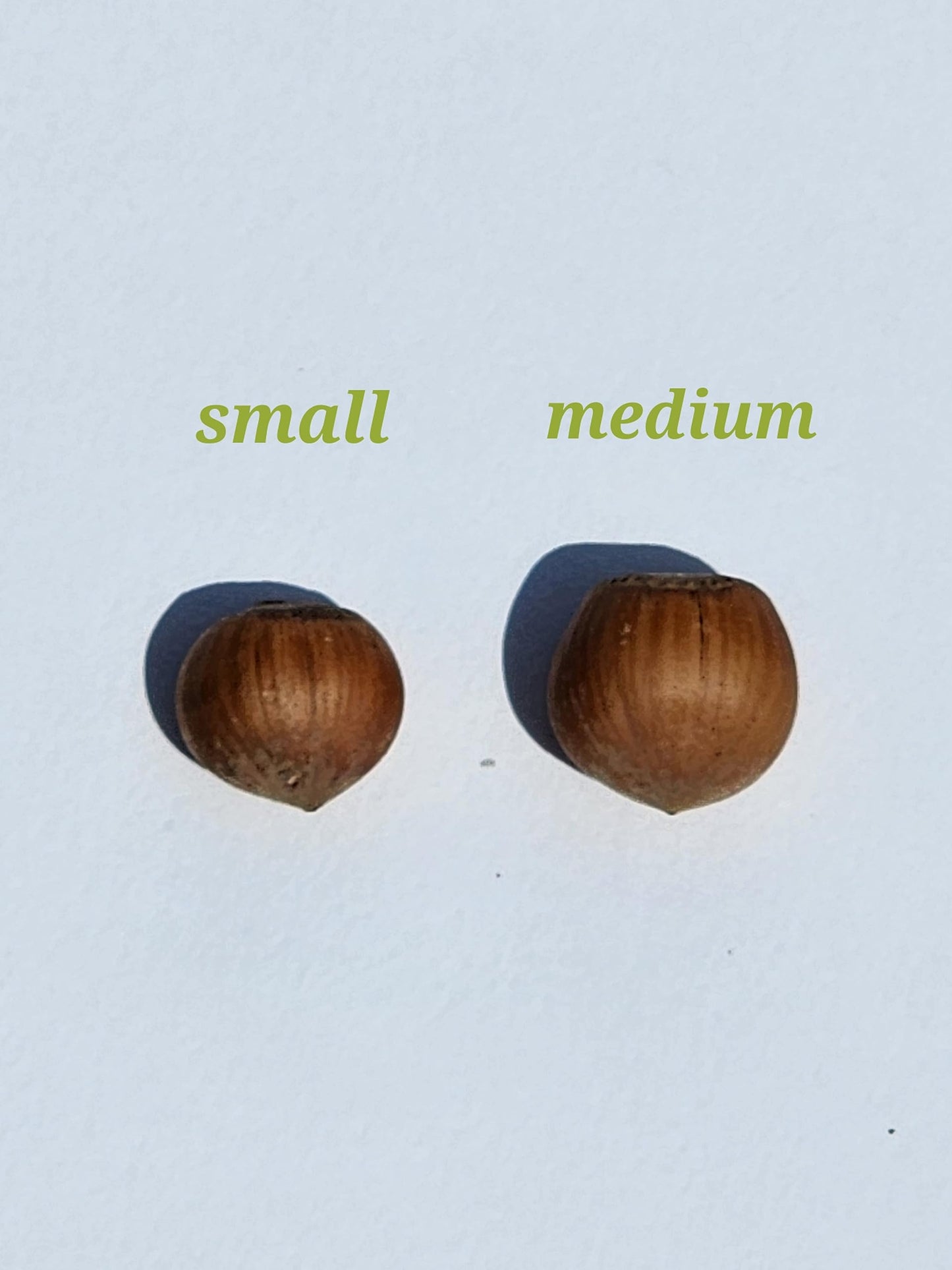 Raw, small size in-shell Hazelnuts grown in our family s orchard. 12 pound squirrel box.