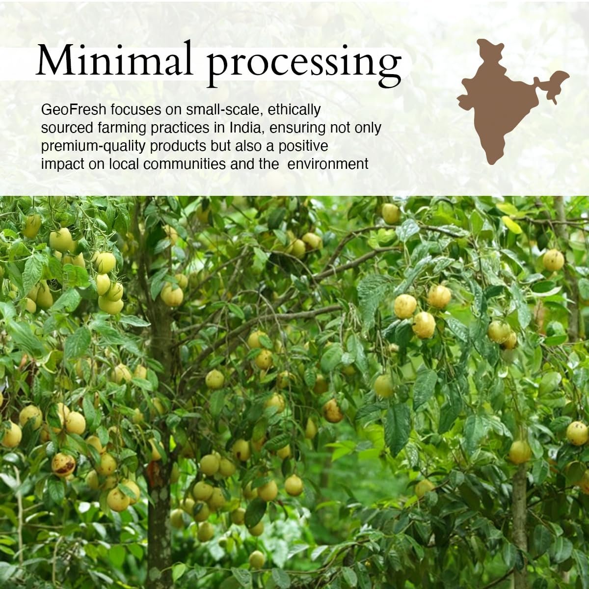 Geo-Fresh Organic Nutmeg Ground Powder, 1.76 oz - USDA Certified Organic, Non-GMO, Kosher, Gluten-Free, Freshly Sourced