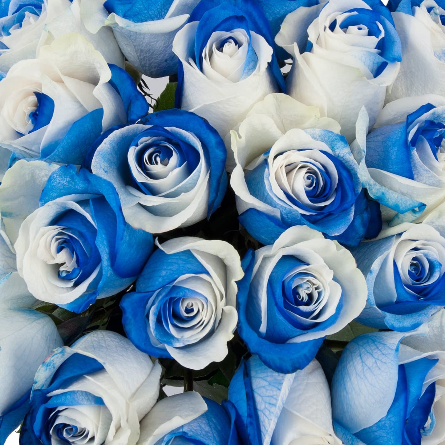 Blommingmore | Fresh Cut Natural Flowers | Tinted Blue And White Roses | 25 Stems - 20In | Home, Office, Wedding Decor, Diy, Par
