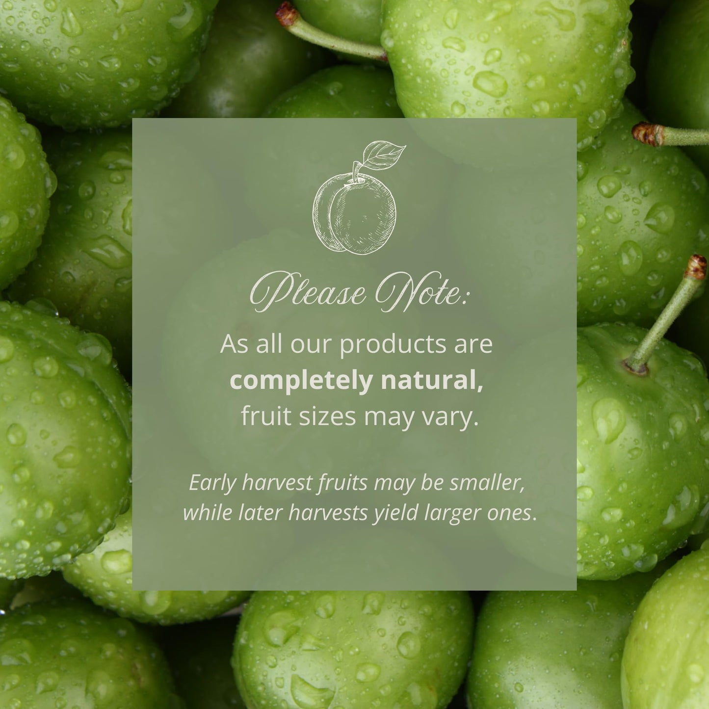 Ker-Ay Fresh Green Plum, Unripe Plum, Greengages, Raw Plum, Sour Plum, Erik, Goje Sabz, Can Erik (2 Lbs)