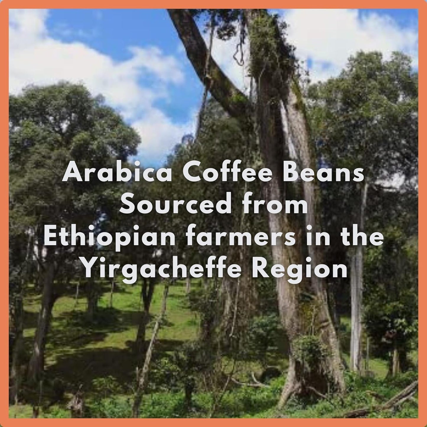 Café Gspirit-inspired flavorpy Yirgacheffe Coffee, Medium Roast, Whole Beans, 12oz Bag, Single Origin