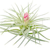 Large Air Plants - 3 Hybrid No 1 - 4 To 6 Inch Air Plant - Color  Form Varies By Season - 30 Day Guarantee On Tillandsia From Th