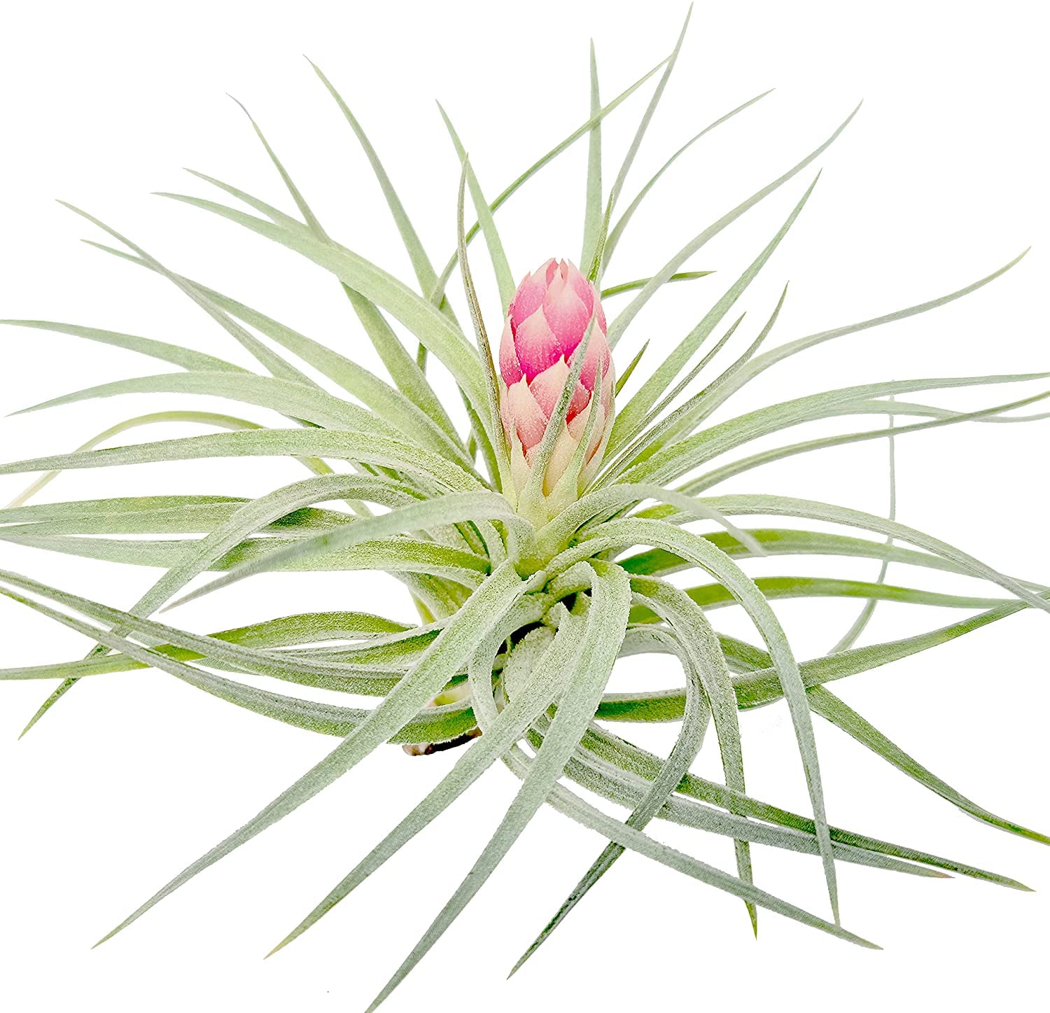 Large Air Plants - 3 Hybrid No 1 - 4 To 6 Inch Air Plant - Color  Form Varies By Season - 30 Day Guarantee On Tillandsia From Th