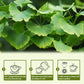TEARELAE Ginkgo Biloba Tea Bags - 100% Pure Leaves, Non-GMO, Caffeine-free - 50 Count