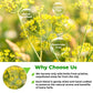 100 Bags Fennel Tea Fennel Seed Tea Herbal (Foeniculum Vulgare) - 100 Count 1.5G Bags Herb Hinojo