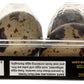 The Farmstand Quail Eggs, 12 Ct
