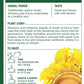 Traditional Medicinals Yellow Pau d’Arco Herbal Tea - 48 Tea Bags Total, 16 Count (Pack of 3)