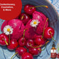 Dolce Foglia (Cherry, Gallon) - Restaurant & Manufacturing Size