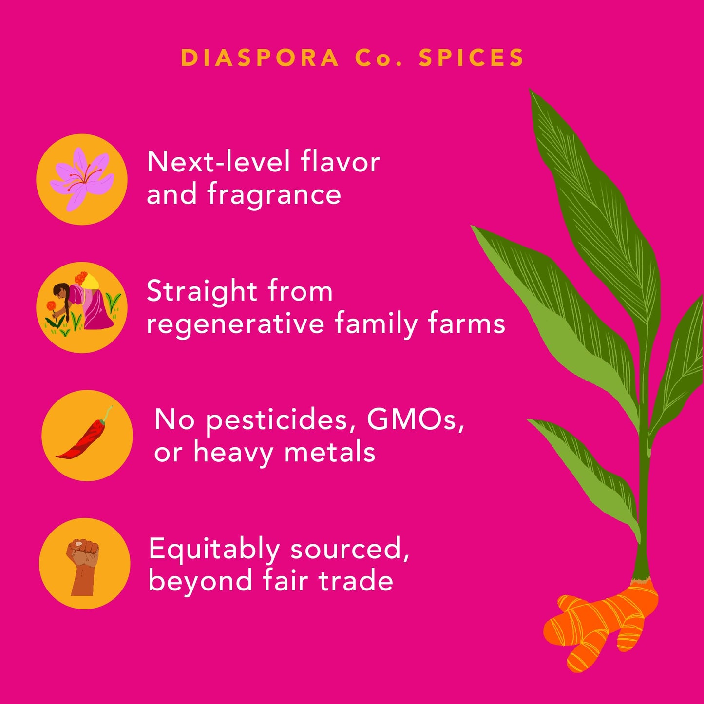 Diaspora Spice Co. Pragati Turmeric | Single-Origin Turmeric Powder | Bright & Floral | 48g Everyday Tin