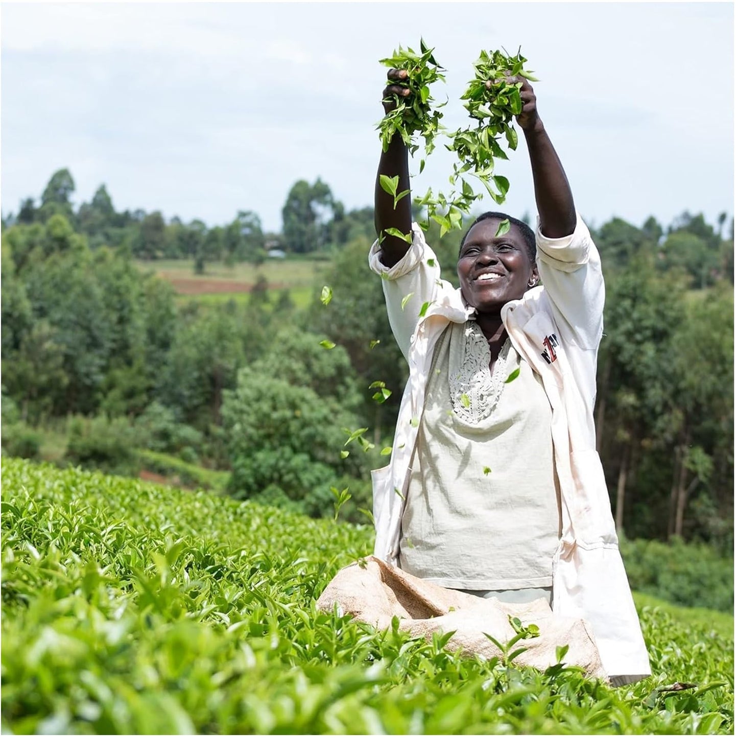 Pg Tips Non-Pyramid Black Tea - 40 Bags Per Pack - (6 Pack)