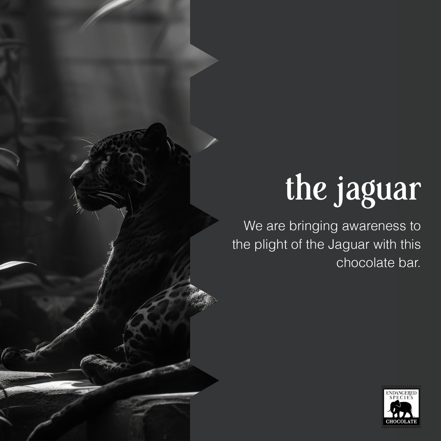 Endangered Species  Extra Dark Chocolate Panther  3 oz