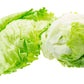 Fresh Iceberg Lettuce by RawJoy - 3 Pound, Crisp and Fresh, Ideal for Salads and Sandwiches