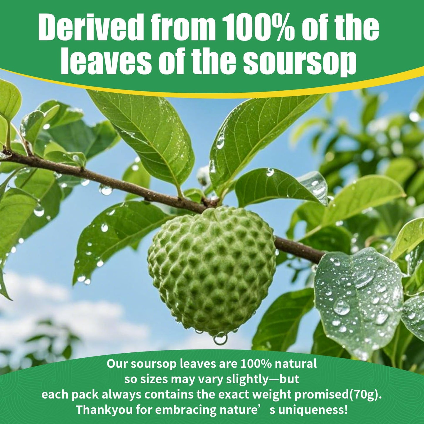 Egcina Dried Soursop Leaves for Tea - 100% Natural, Caffeine Free, 2.47 oz (70 g)