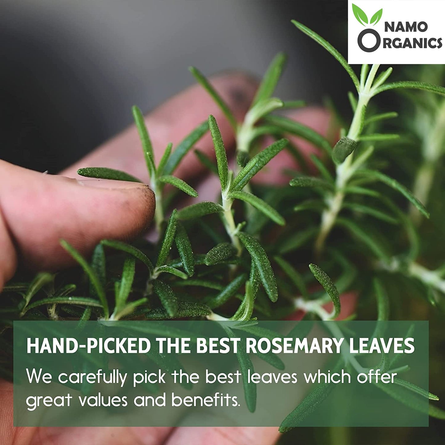Namo Organics - 500 Gm - Rosemary Dried Leaves - For Hair Growth | Dry Herb Leaf - 100% Natural