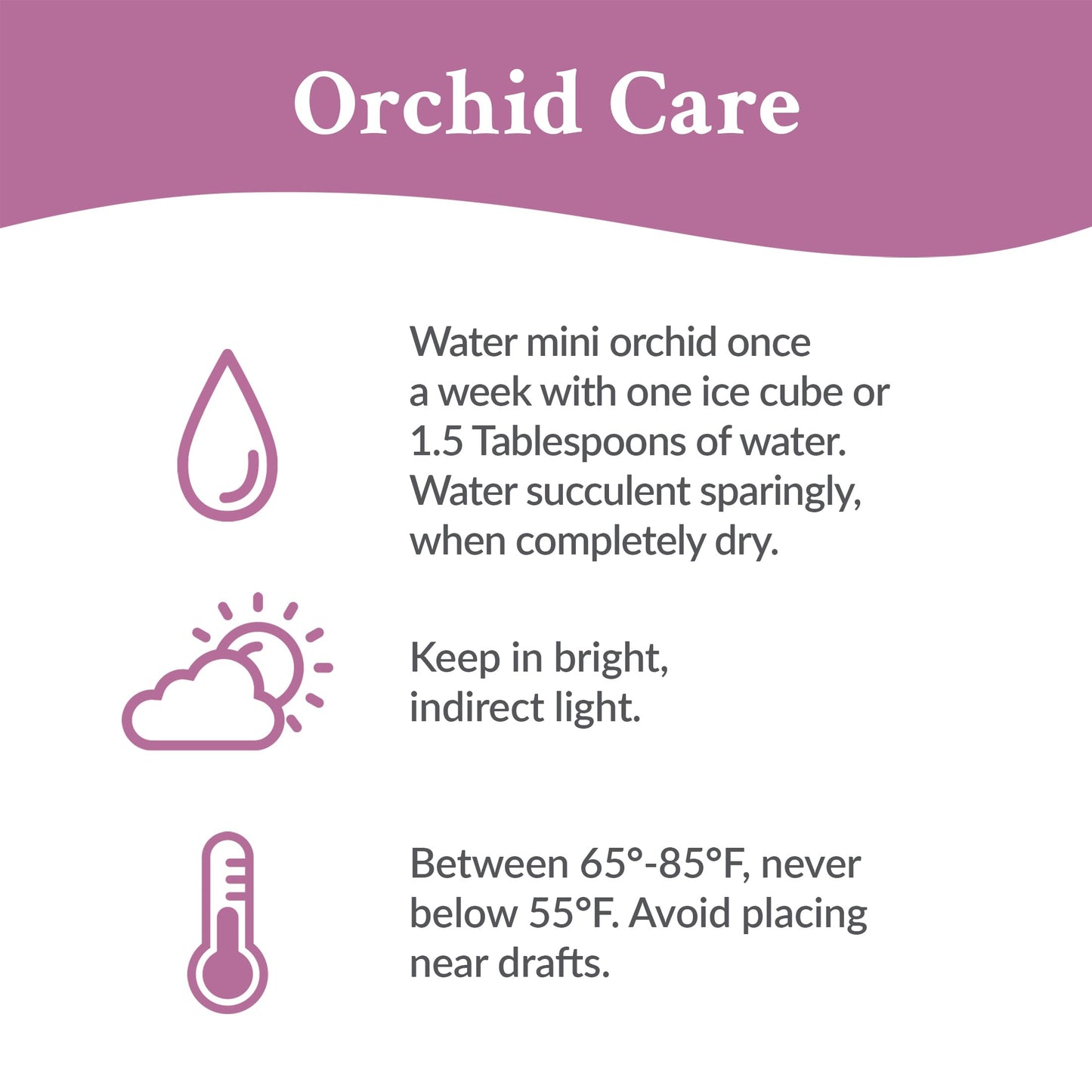 Green Circle Growers 4 Pink Orchid with Succulent in White Ceramic Pot with Mom Pick, Live Indoor Plants, House Plant