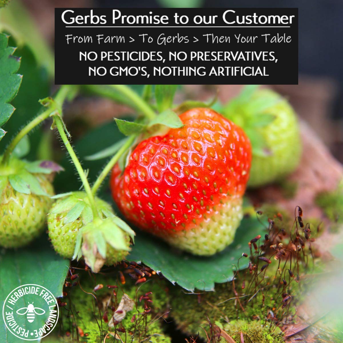 Gerbs Summer Sweet Strawberries 4 Lbs. | Freshly Dehydrated Resealable Bulk Bag | Top Food Allergy Free | Sulfur Dioxide Free Re