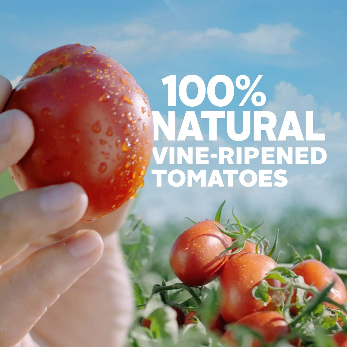 Hunt'S Diced Tomatoes With Basil, Garlic & Oregano No Salt Added, 14.5 Oz, 12 Pack