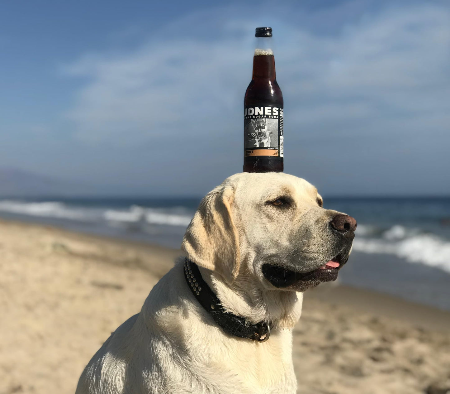 One(1) Single Bottle - Jones Soda Co. Root Malt-Inspired Soda Flavor | 100% Cane Sugar Soda | Craft Soda Pop | Soda Soft Drinks | Glass Bottle Soda