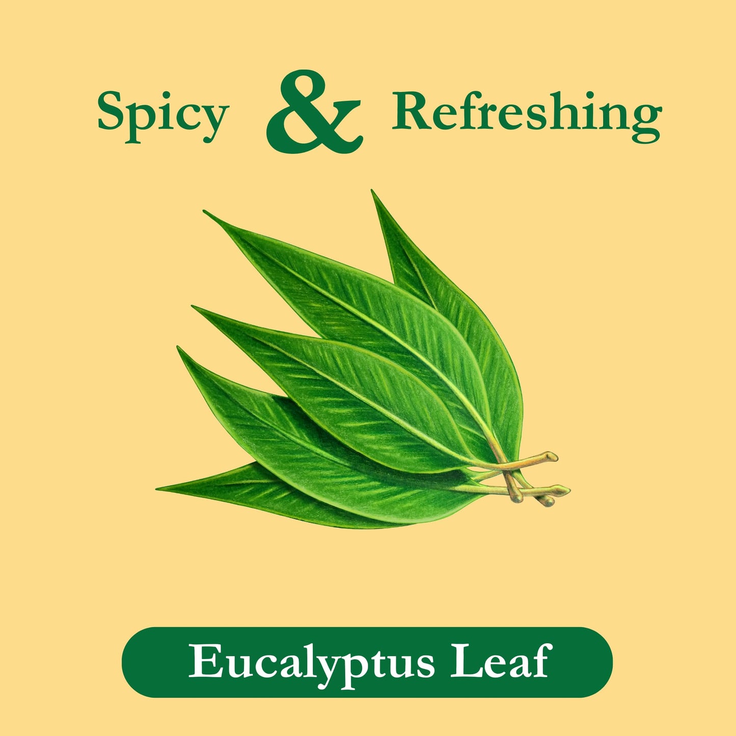 Tadin Eucalyptus Tea - Herbal, Caffeine Free, 24 Tea Bags Per Box, Pack of 6, Model AY-OMES-BTLO