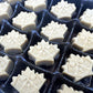 Sapsquatch Organic Maple Candy - 10 Ounces - Pure Maple Syrup Sugar Leaf Candy