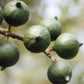 Macadamia Nuts - In Shell (Whole) (2 Lb)