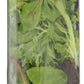 Whole Foods Market, Organic Sweet Baby Lettuces, 5 oz