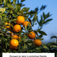 K FOOD Korean Dessert Jeju Island Tangerine Pie, 7.90oz, 8 Individually Packed Snacks, Orange, Small Size