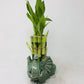 Elephant Round Vase with 10 stalks 6'' Lucky Bamboo