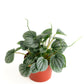 Shop Succulents Peperomia Frost, Live Indoor Plant, Low Maintenance Compact Houseplant With Striking Silver-Gray Leaves, Ideal F