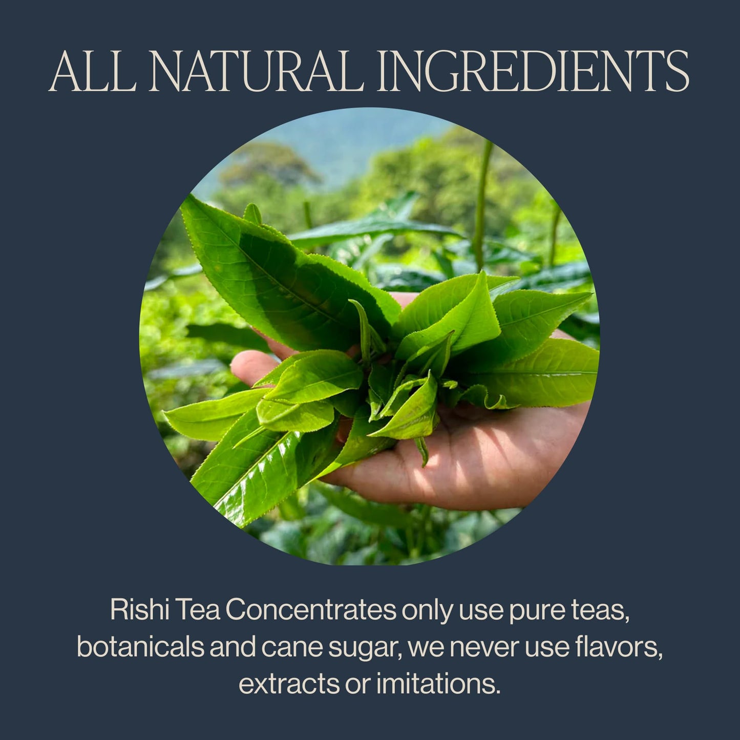 Rishi Tea Latte Concentrate Variety Pack - Organic Chai & London Fog - 32 fl oz (Pack of 3) - Caffeine-Free, Hot or Iced