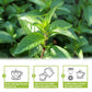 TEARELAE Peppermint Tea Bags - 100% Pure Peppermint Leaves, Non-GMO, Caffeine-Free, 80 Count