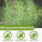 ULTHMOK Premium Rosemary Tea Bags - 100% Pure Natural Rosemary, Caffeine Free, 100 Count