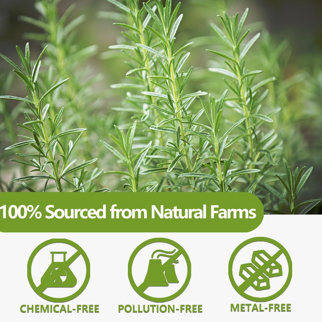 ULTHMOK Premium Rosemary Tea Bags - 100% Pure Natural Rosemary, Caffeine Free, 100 Count