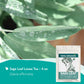 Organic Sage Leaves (4 oz.) - Sage Tea Loose Leaf (Salvia officinalis) - Salvia Tea for Mind & Body Wellness - Focus and Clarity