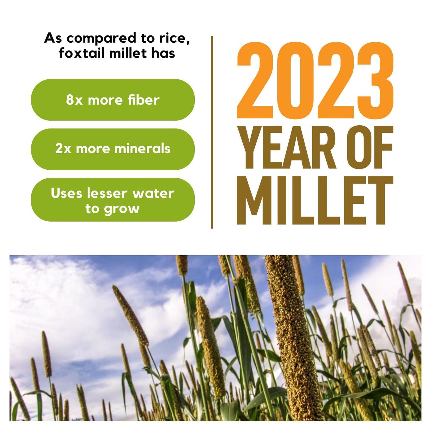 Better Alt 3 LBS SUPER PACK Millet Grain, Superfood of the Year 2023, Gluten Free, Hulled Whole Grain, Foxtail Millet, High Prot