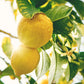 Pure Lemon Extract For Baking And Flavoring - 4 Oz - Premium Quality Natural Flavors For Baked Goods, Desserts, & Cooking