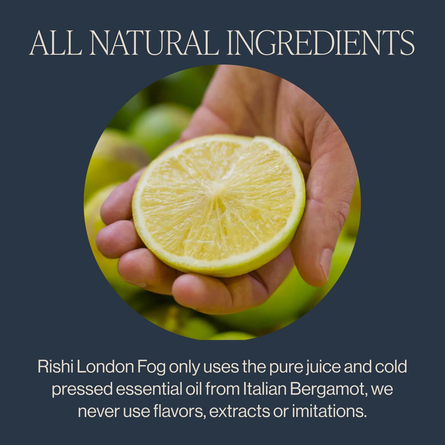 Rishi Tea London Fog Latte, Organic Black Tea Concentrate, 32 Fl Oz (Pack of 12)