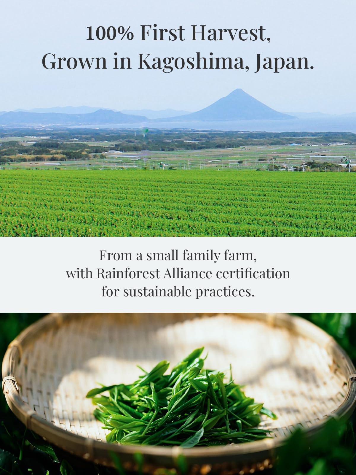 SUITENDO Wakasumi Japanese Matcha Green Tea Powder (30g/1.06oz) - Ceremonial Grade  100% Product of Japan