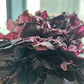 Natural Zing Whole Dulse Leaf | (Raw, Wildcrafted) | 4 Oz, 8 Servings | Iodine | Minerals | Sea Vegetable | Soft & Chewy | Clean
