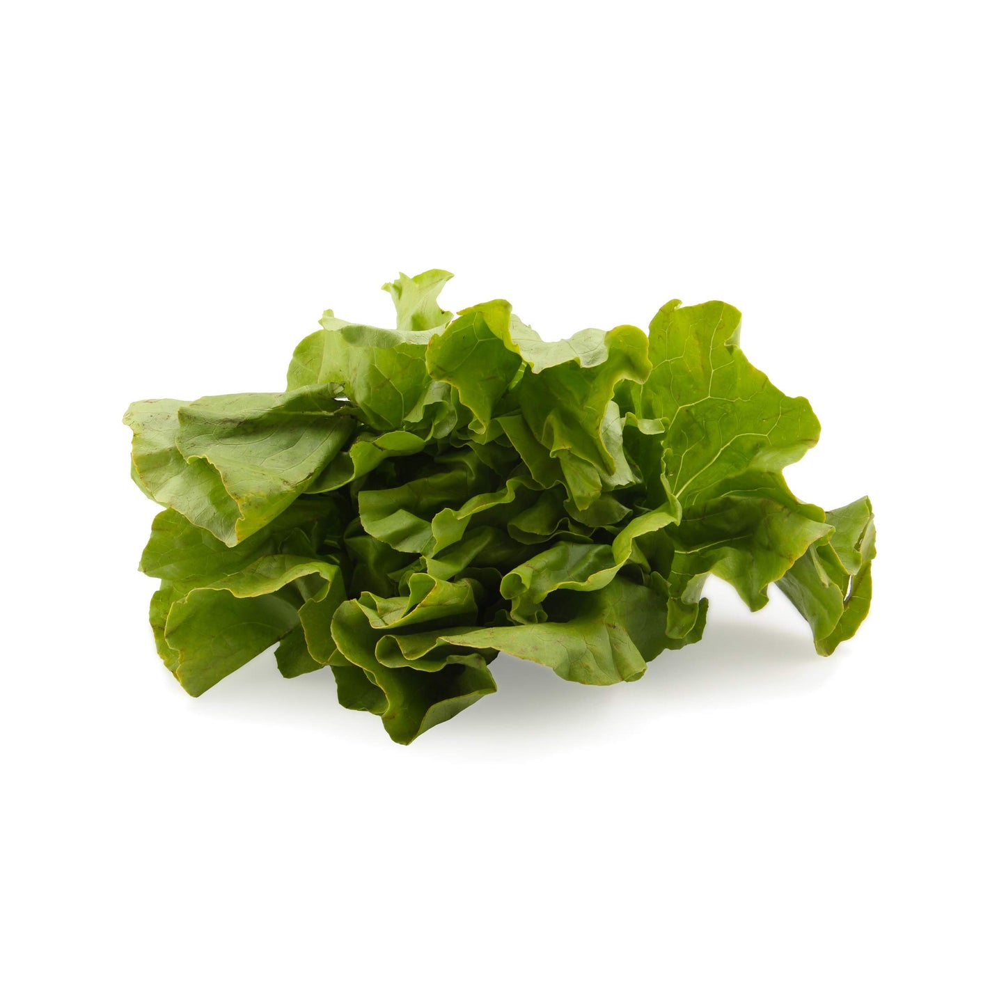 Organic Butter Lettuce