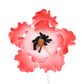 O'Creme Anemone Gumpaste Sugar Flower 3-1/4 Inch - For Cake Decorating - Sugar Paste Decorations For Cakes, Cupcake Toppers - Bi