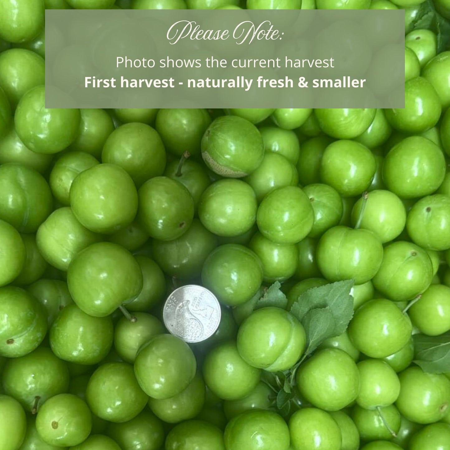 Ker-Ay Fresh Green Plum, Unripe Plum, Greengages, Raw Plum, Sour Plum, Erik, Goje Sabz, Can Erik (2 Lbs)