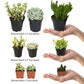 Altman Plants, Assorted Succulents Plants Live Houseplants (4Pk), Succulent Plants Home Office Plants Live Indoor Plants, Live P