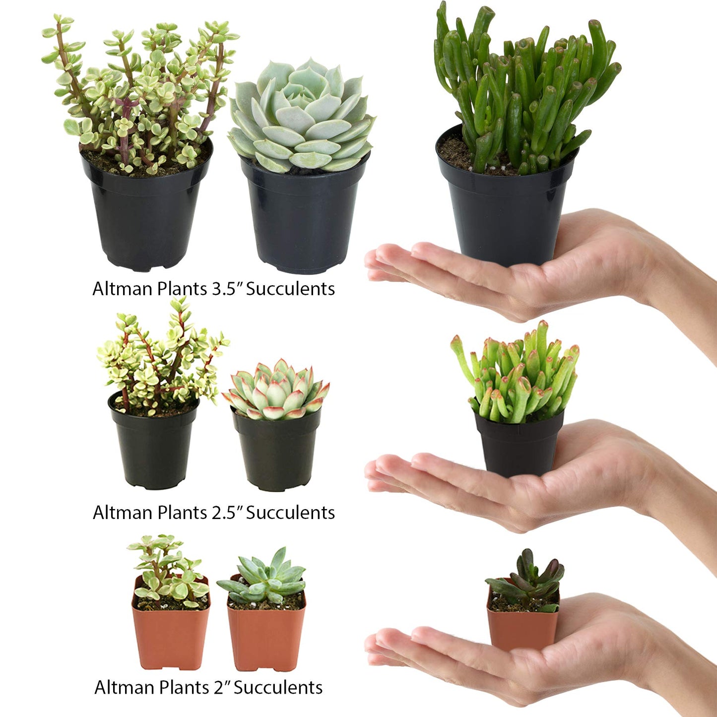 Altman Plants, Assorted Succulents Plants Live Houseplants (4Pk), Succulent Plants Home Office Plants Live Indoor Plants, Live P