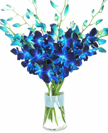 Eflowerwholesale - Premium Cut Blue Orchids (10 Stems Orchid With Rhinestone Mesh Ribbon Vase)