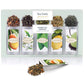 Tea Forte Single Steeps Loose Leaf Green Tea Sampler, Assorted Variety Tea Box, Single Serve Pouches, 15 Count (Pack Of 1)