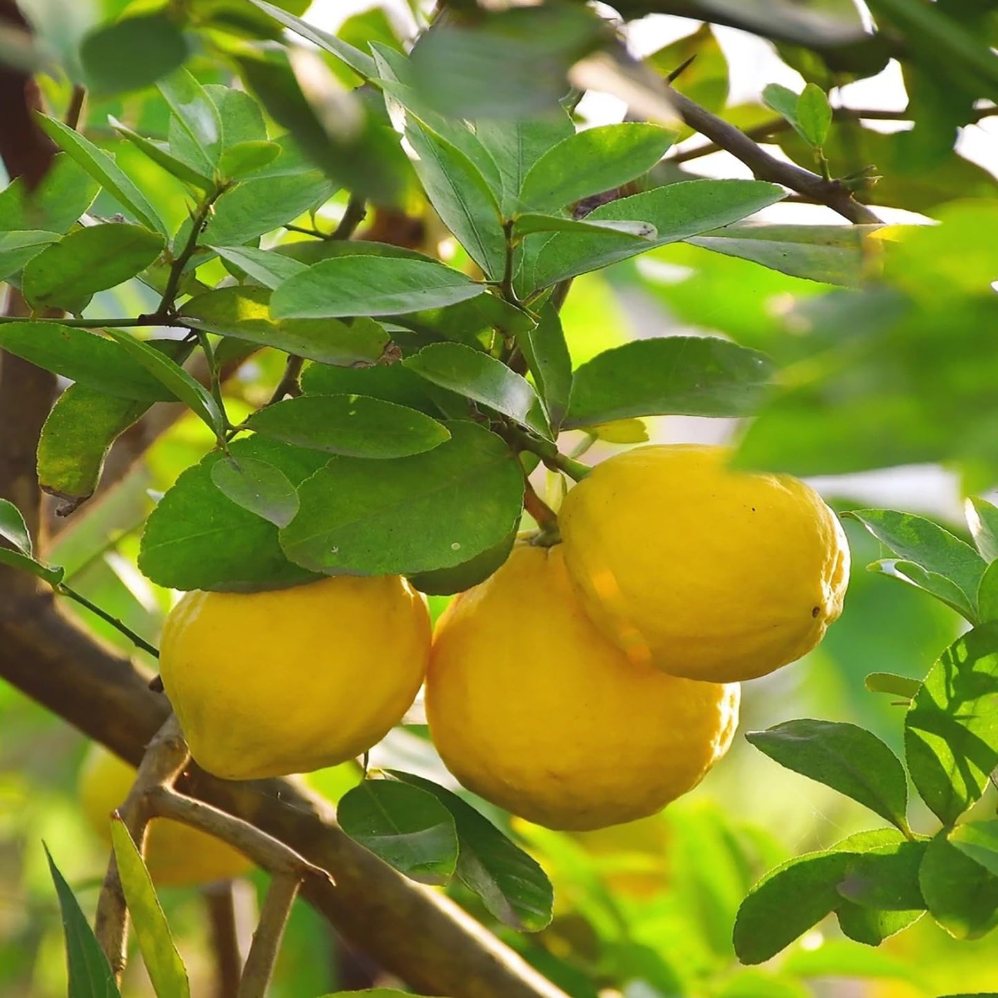 Txdynllk Dried Lemon Slices - Perfect For Fruit Tea, Cocktails, And Baking - Sweet Wheels For Garnish, No Added Sugar, Bursting