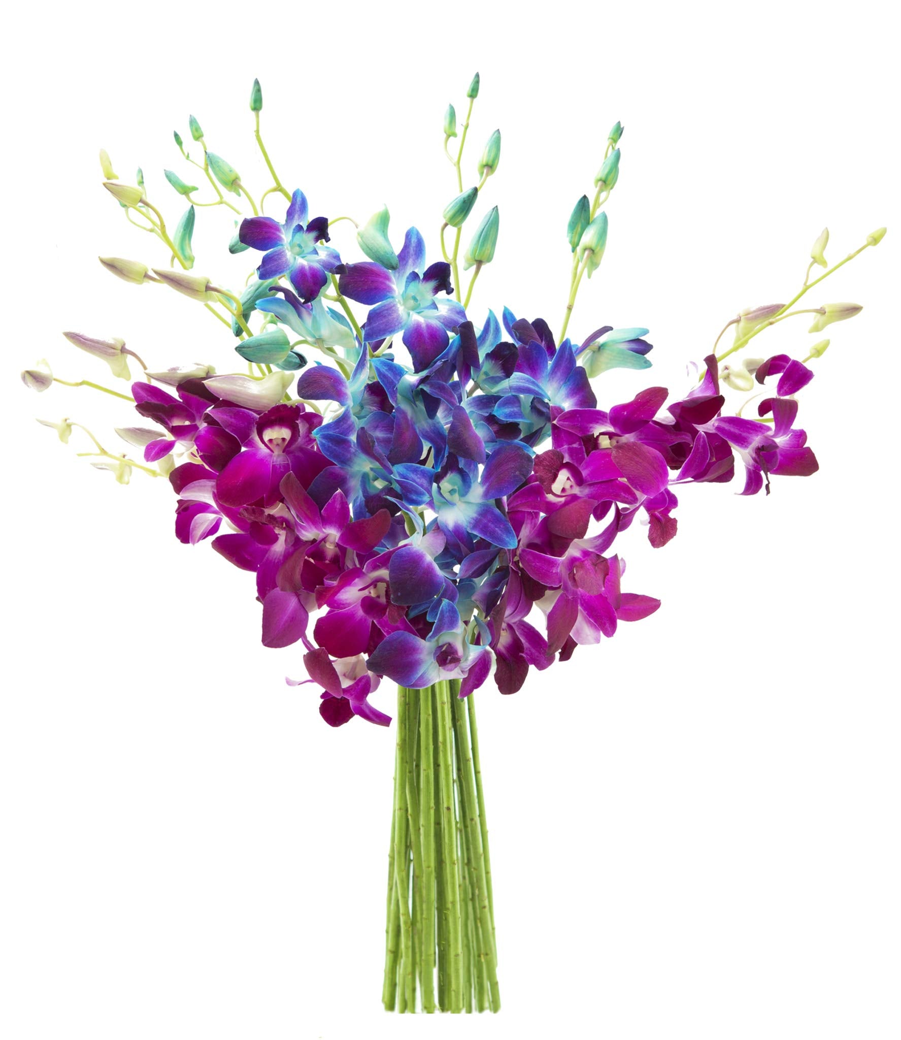 Kabloom Flowers - Midnight In The Tropics Bouquet Of Blue And Purple Orchids From Thailand Without Vase - Gift For Birthday  Anniversary  Get Well  Thank You  Valentine  Mothers Day Fresh Flowers