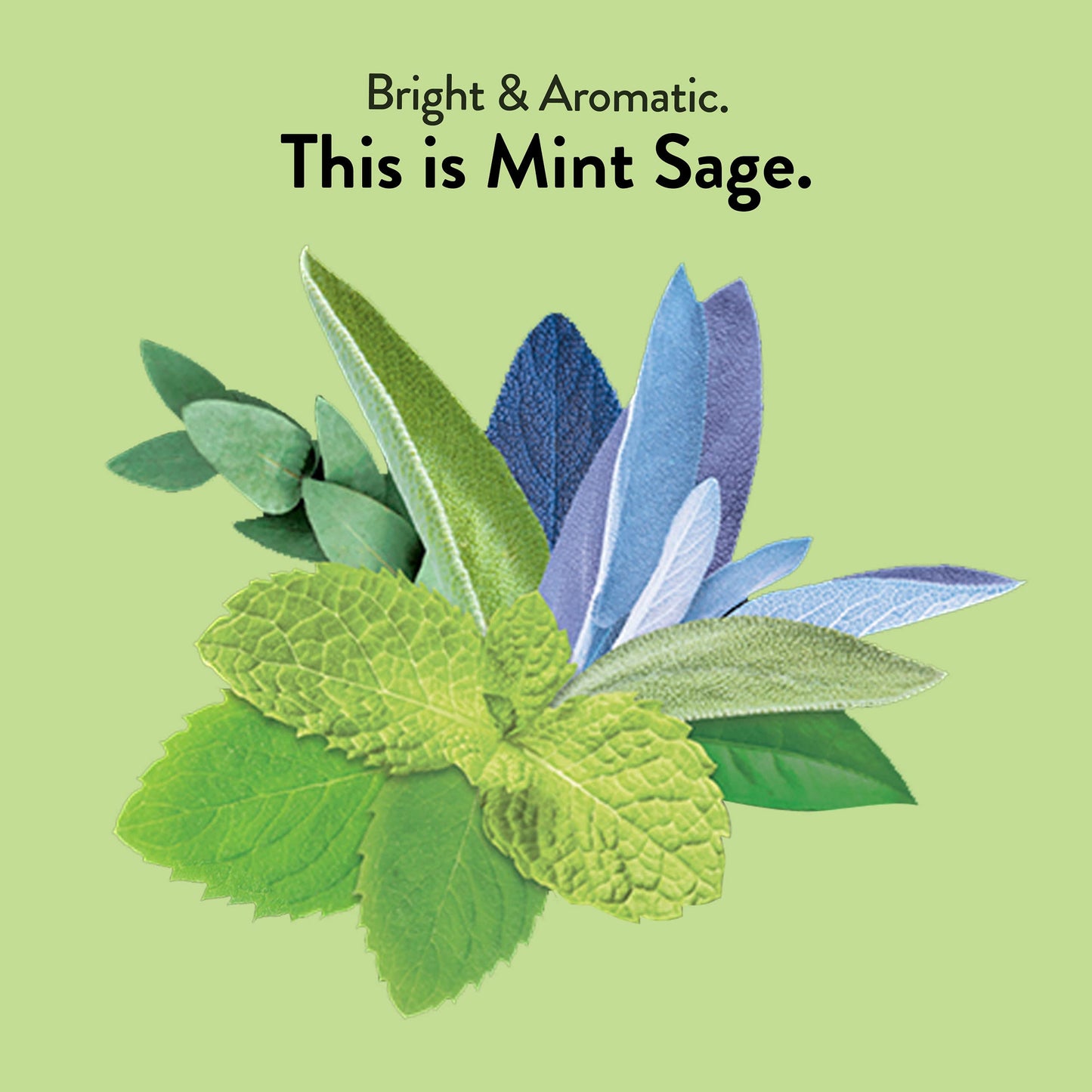 Choice Organic Teas Mint Sage Herbal Tea, Caffeine Free, 96 Count, Pack of 6, Natural