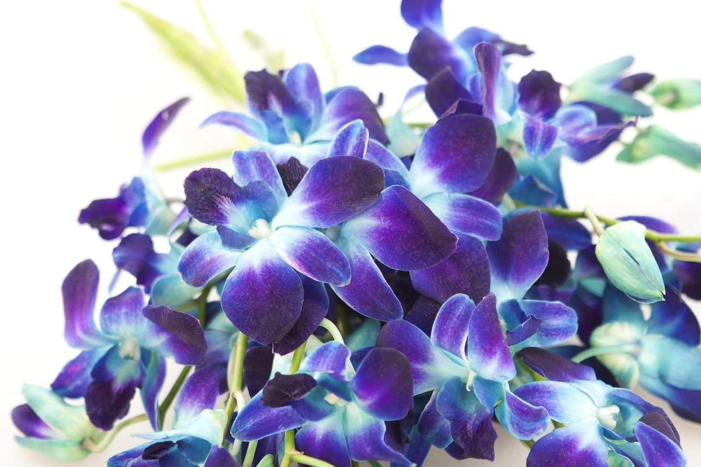 KaBloom Flowers -Valentines Day Collection - 20 Blue Orchid without vase  Gift for Birthday  Sympathy  Anniversary  Get Well  Thank You  Valentine  Mothers Day Fresh Flowers